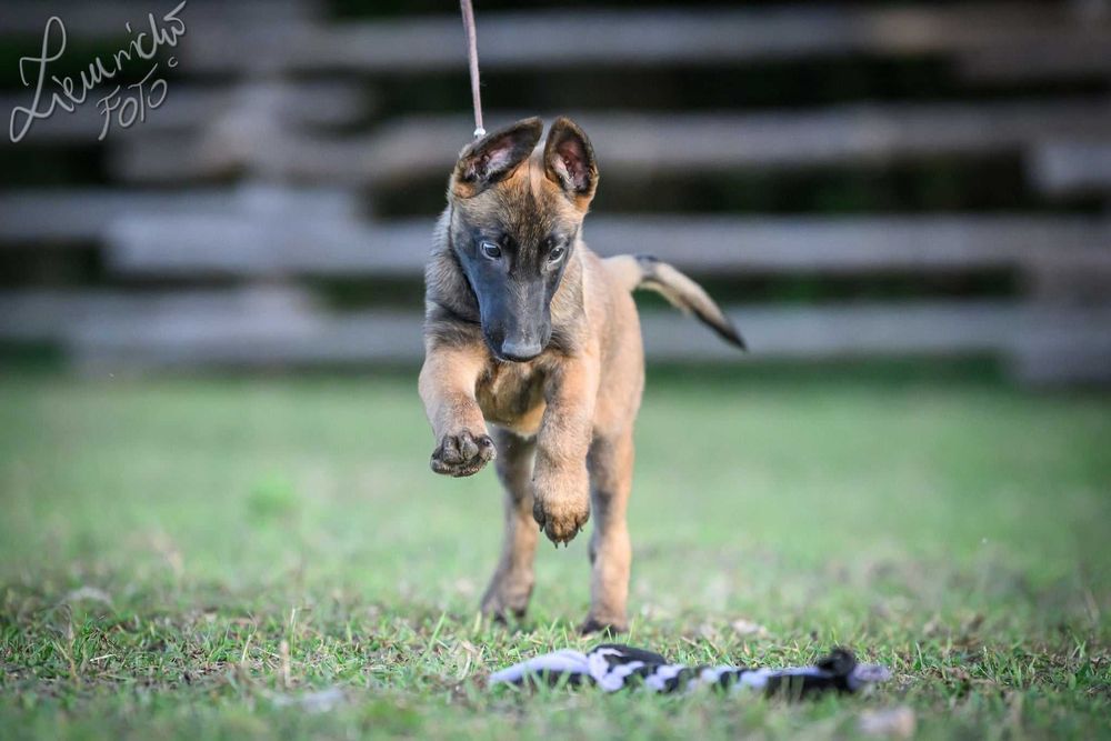 Owczarek Belgijski Malinois FCI Pies wstępnie zarezerwowany