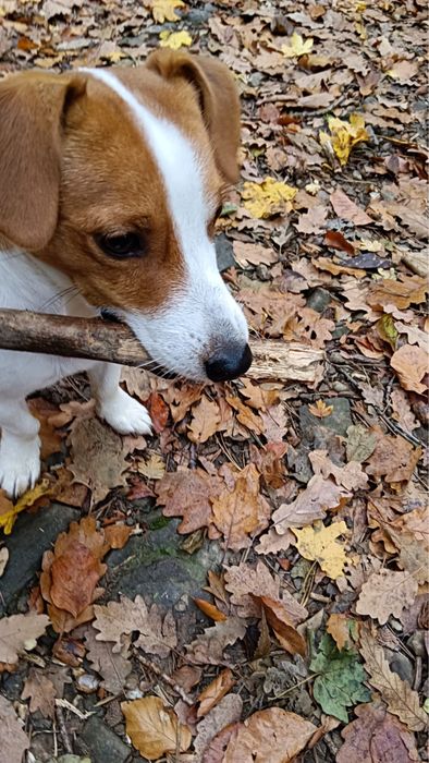 Джек рассел зведу