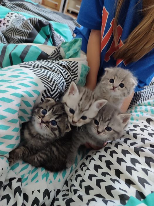 Кошенята котики кицьки