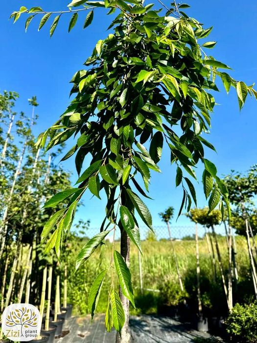 Prunus subhirtella Pendula Rosea, Wiśnia różowa, obwód 8-10cm, Pa220cm