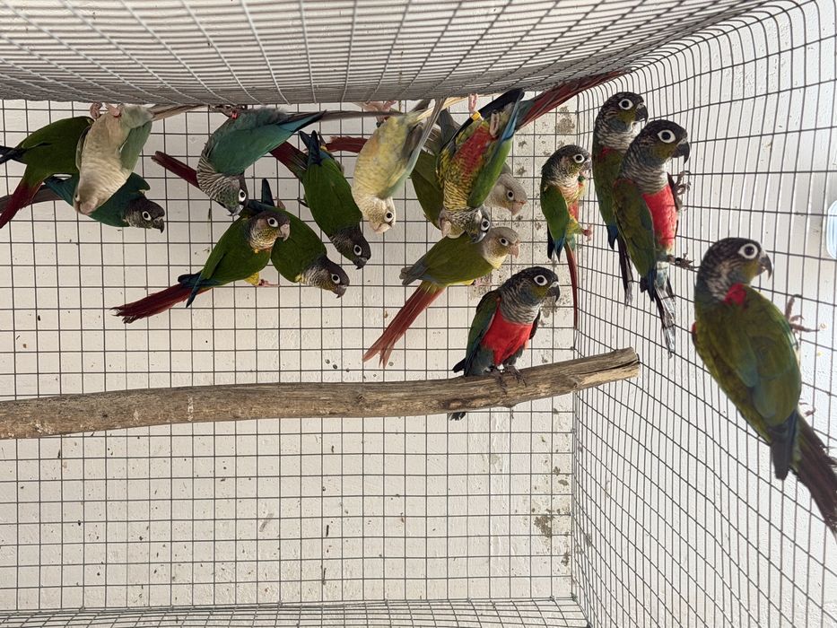 Pyrrhuras para venda