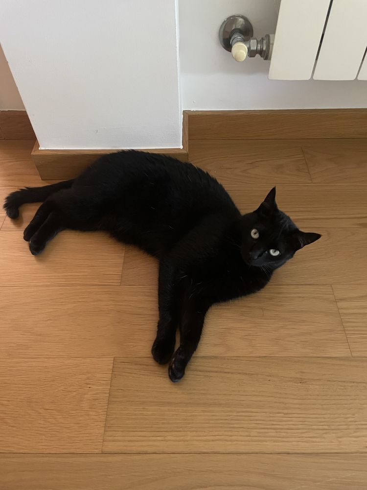 Dá-se gata para adoção responsável