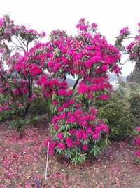 Rhododendron cor rosa