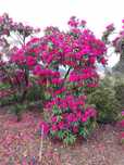 Rhododendron cor rosa