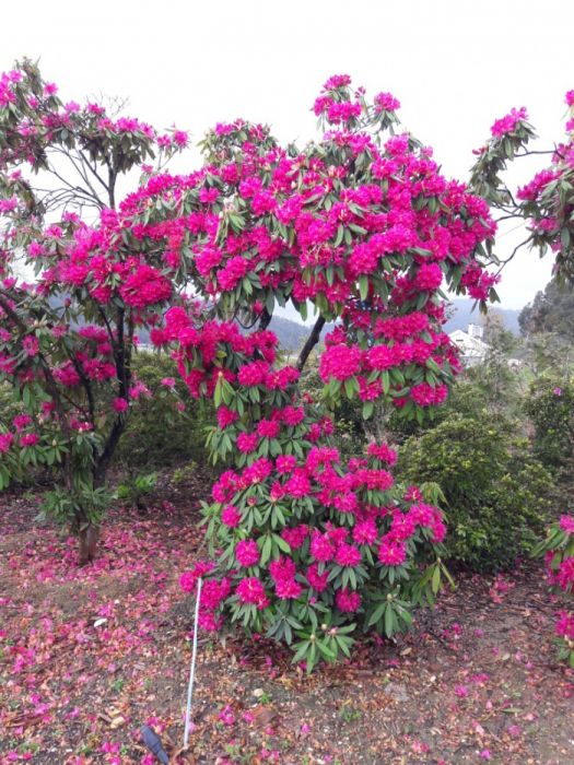 Rhododendron cor rosa