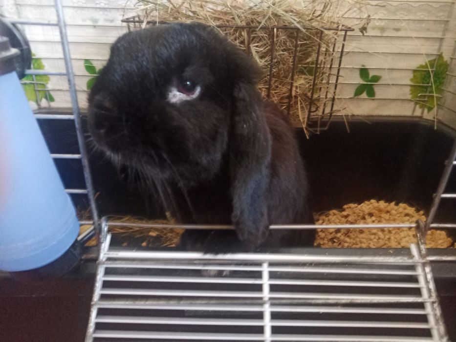 Кролик висловухий