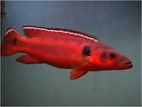 Red Atabapo Pike - Crenicichla Red Atabapo 18-20cm