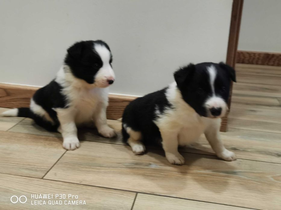 Border collie piesek czarno biały