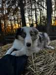 Owczarek szkocki collie
