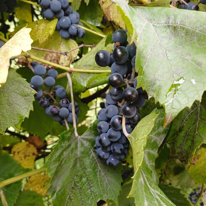 Sprzedam winogron ciemny