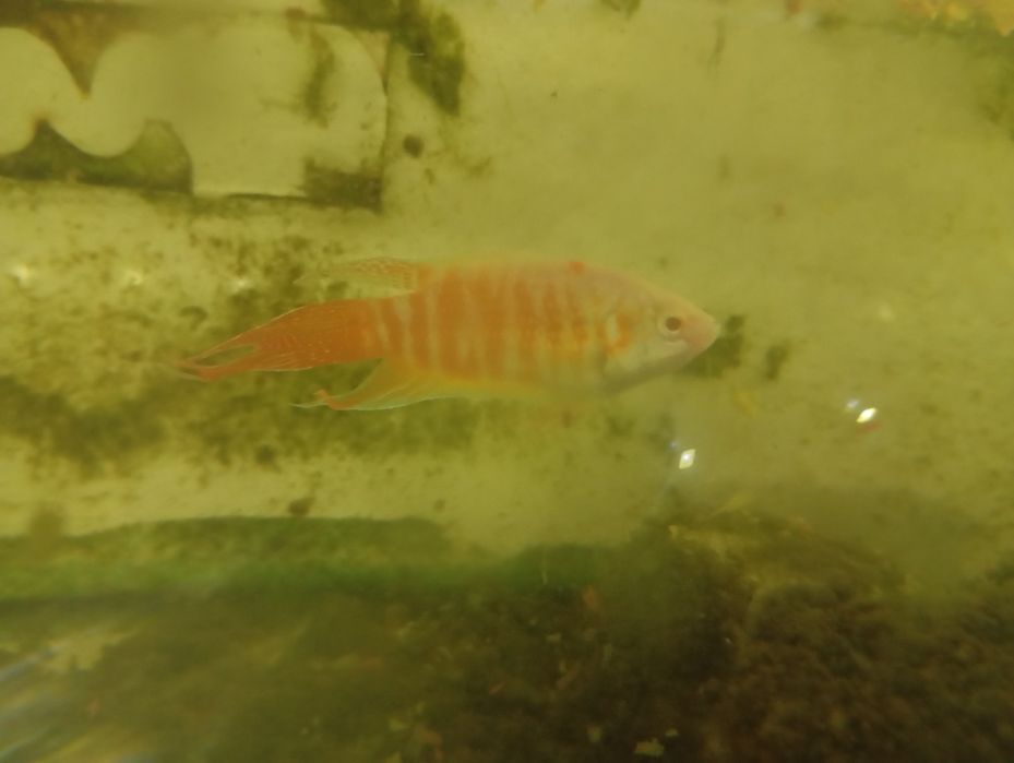 Peixe paraíso albino