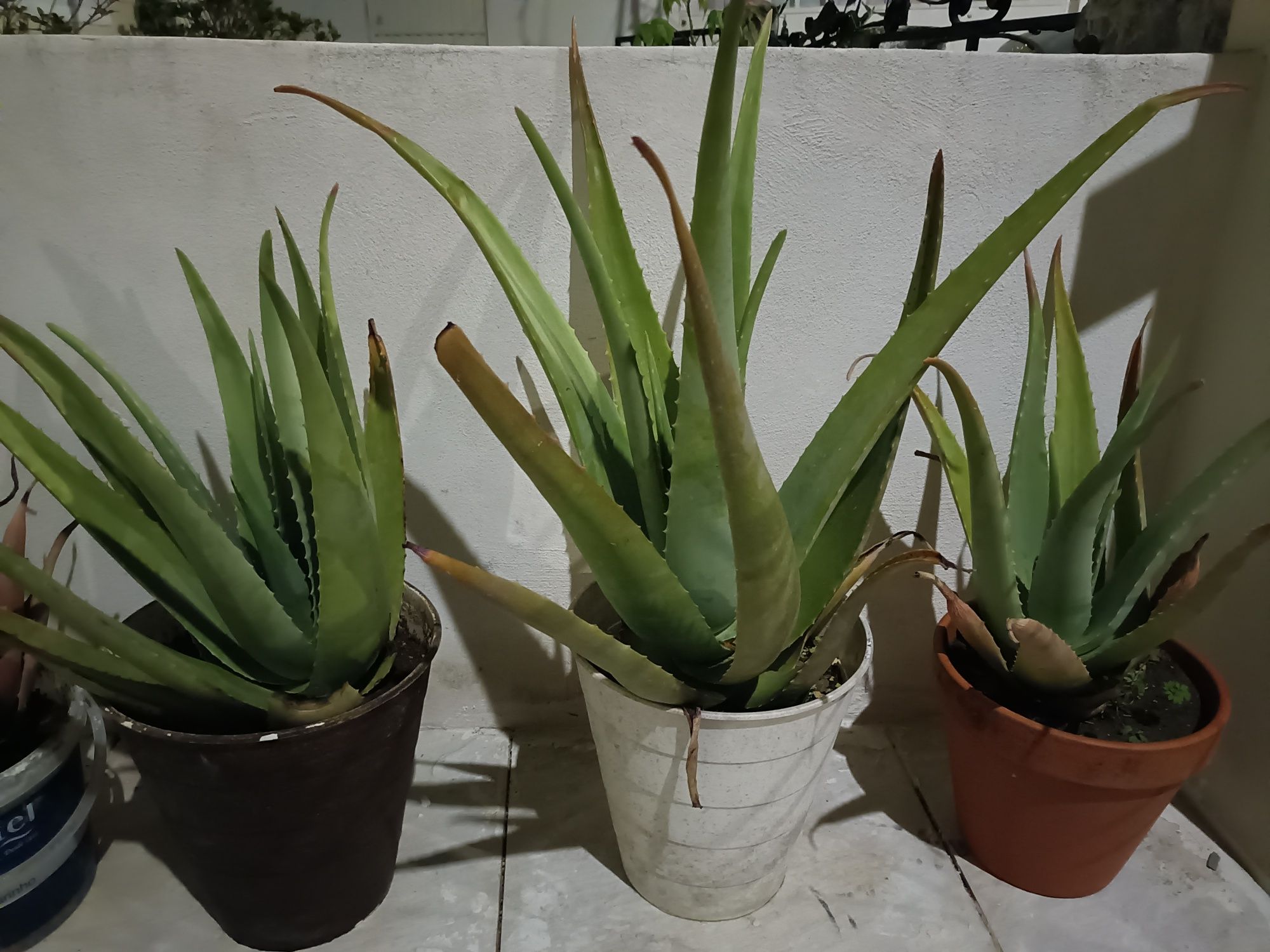 Vendo ou troco Aloe Vera biológicas