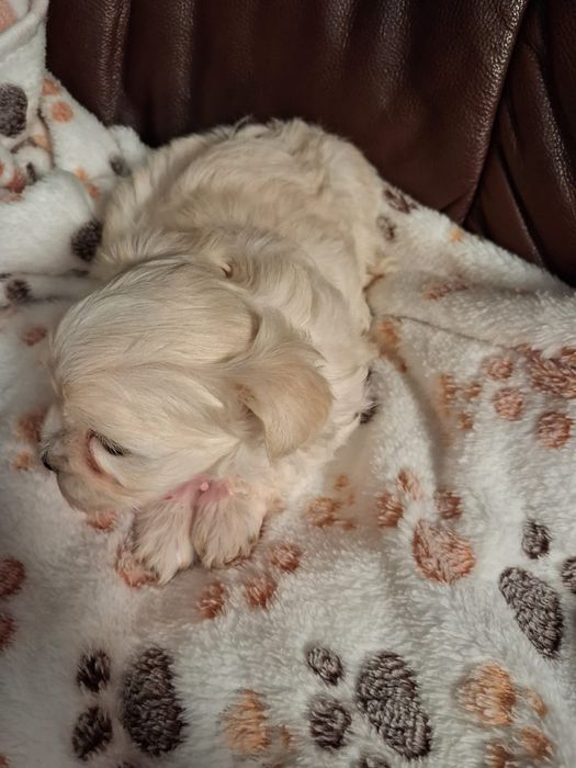 Maltipoo Piękna Suczka