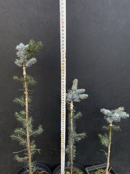 Хвойні привиті щеплені