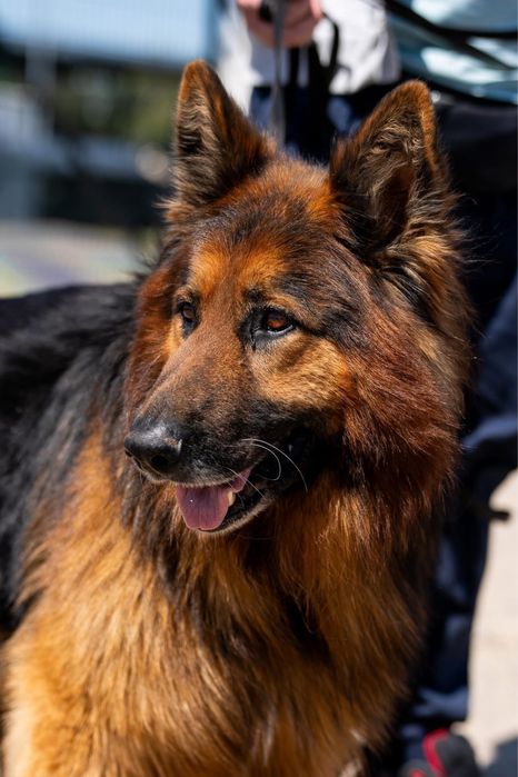 Sproket, ułożony owczarek niemiecki długowłosy, z hodowli