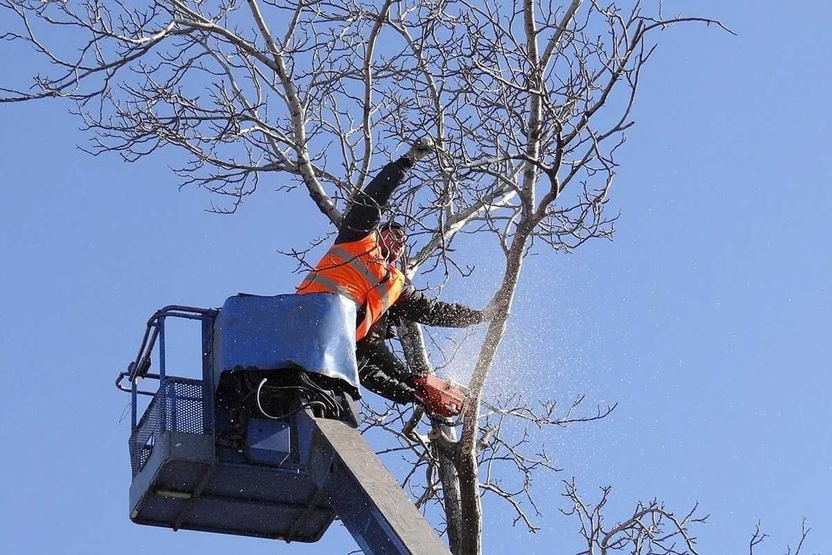 Спил деревьев любой сложности. Днепр и обл.