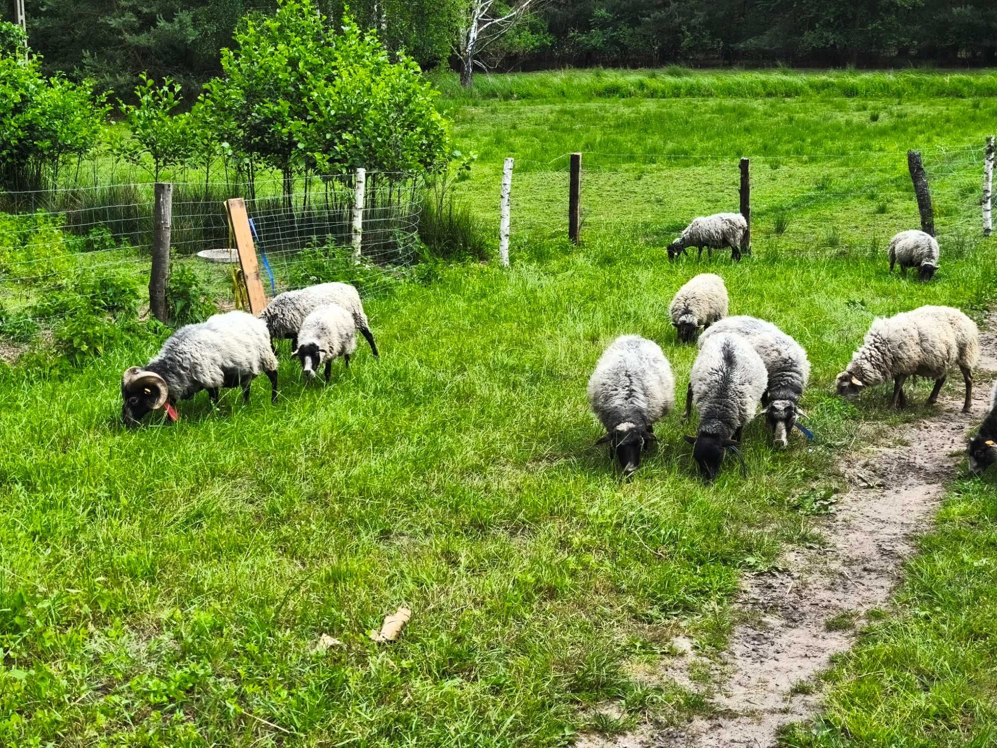 owca wrzosówka, baranki