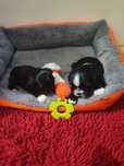 Shih tzu piesek do rezerwacji