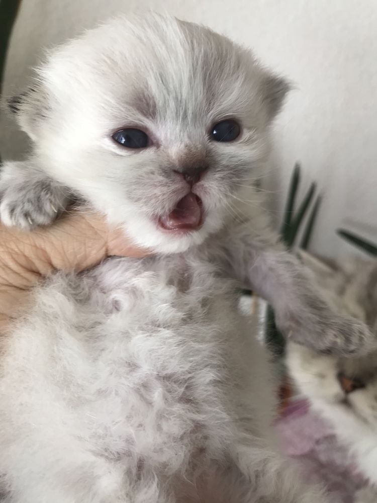 Gatinho persa bébé lindo