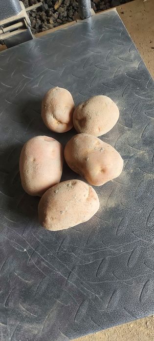 Ziemniaki Bellarosa 1.2zł kg