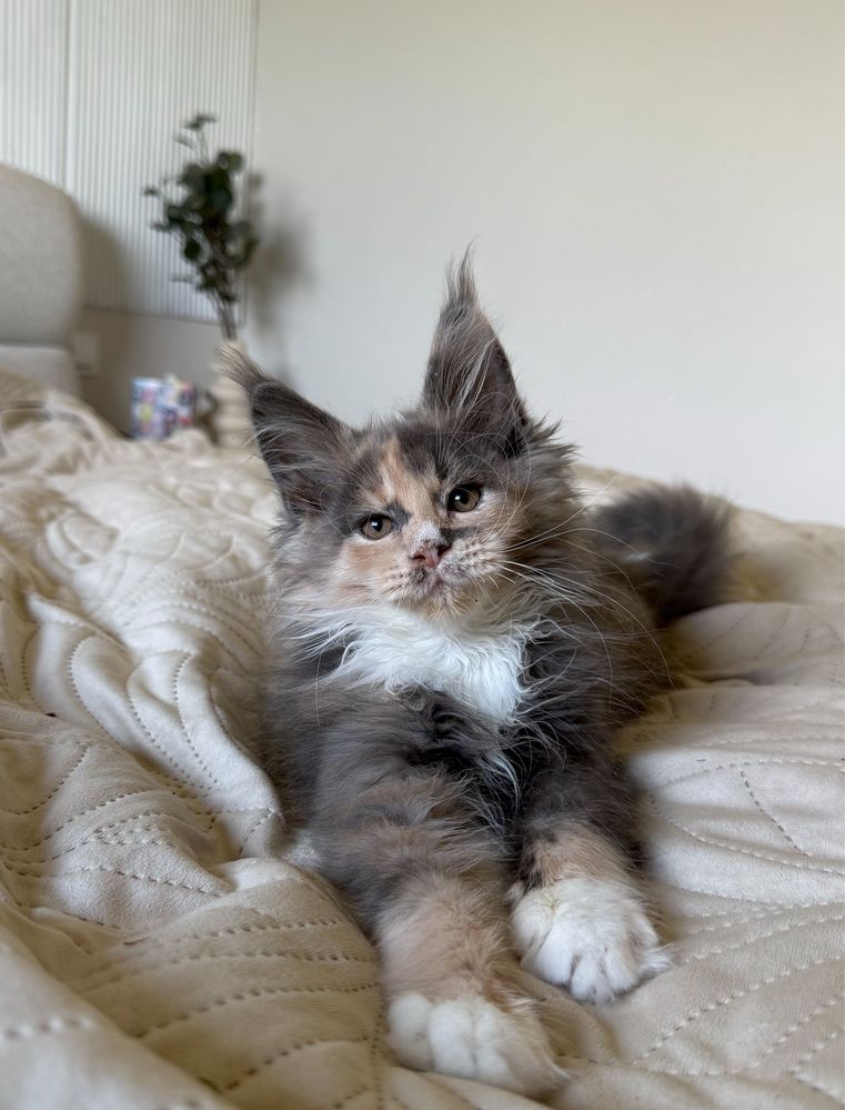 Śliczna koteczka Maine Coon