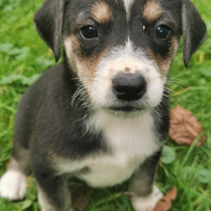 Pokochaj go!  Szukają domu.