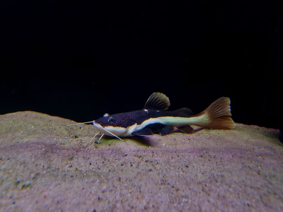 Sum czerwonoogonowy (catfish)