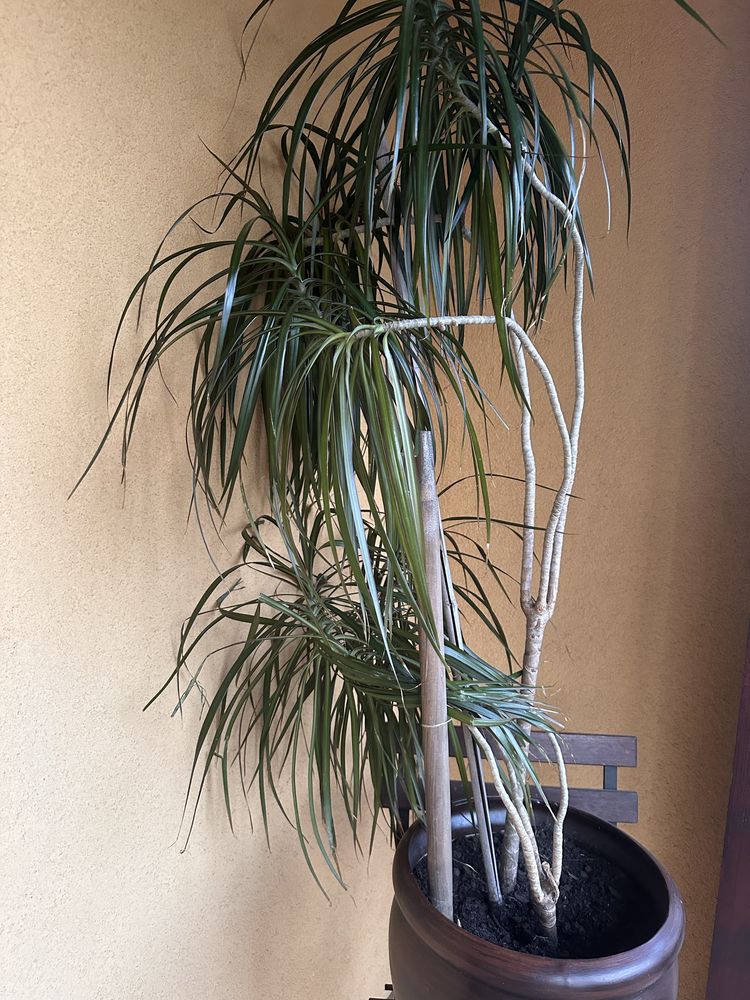 Dracena obrzeżona + solidna donica