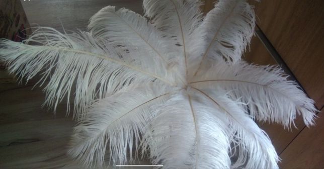 Strusie pióra, naturalne białe