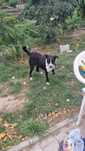 Zuzia do adopcji