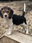 Beagle dziewczynka gotowa do odbioru.