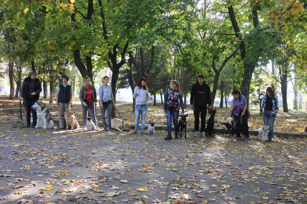 Дресирування в Слов'янську