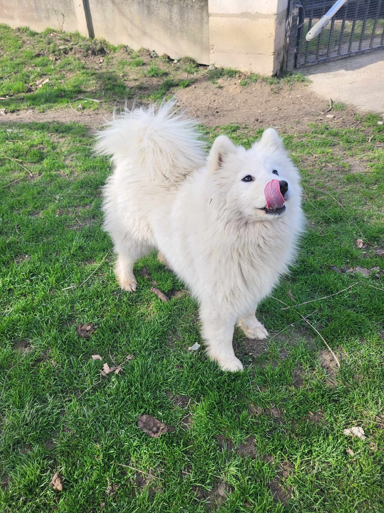 Samoyed suka-gotowa do odbioru