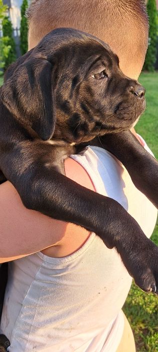 Cane Corso SUCZKA