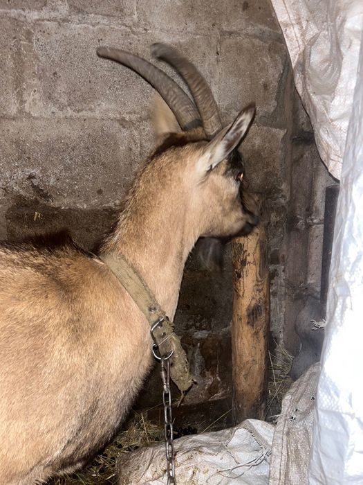 Продажи дойную козу