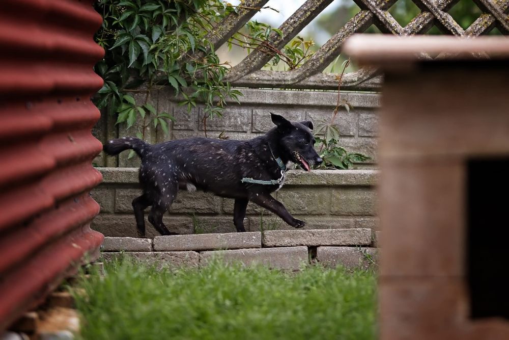 Zaginął pies mały czarny w białe kropki