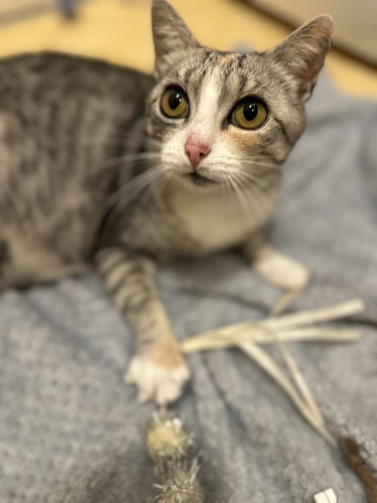 DO ADOPCJI FIONKA – młoda kotka, która straciła wszystko,