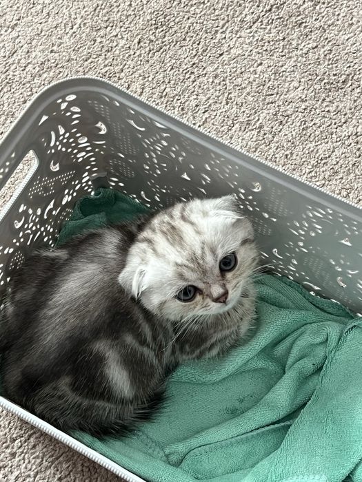 Пурпуровий котик Шотландської породи