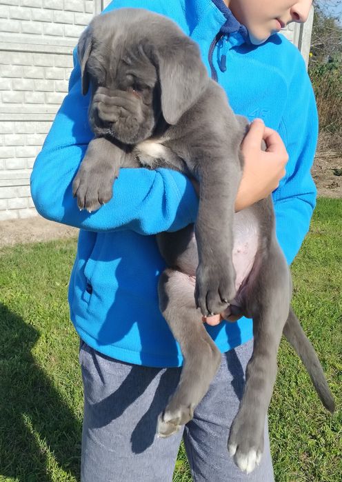 Cane Corso suczka FCI