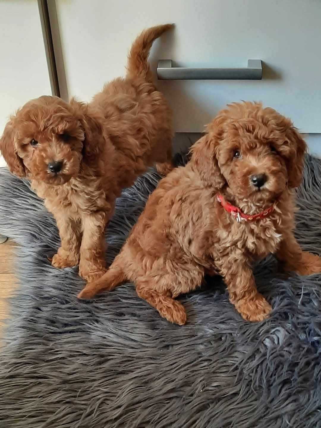 Pudel toy  suczka Red Karinka