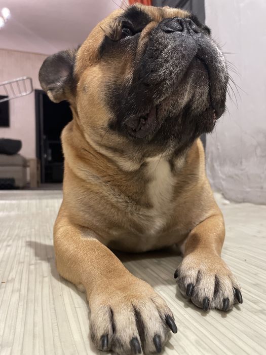 Французкий бульдог, кабель, вязка