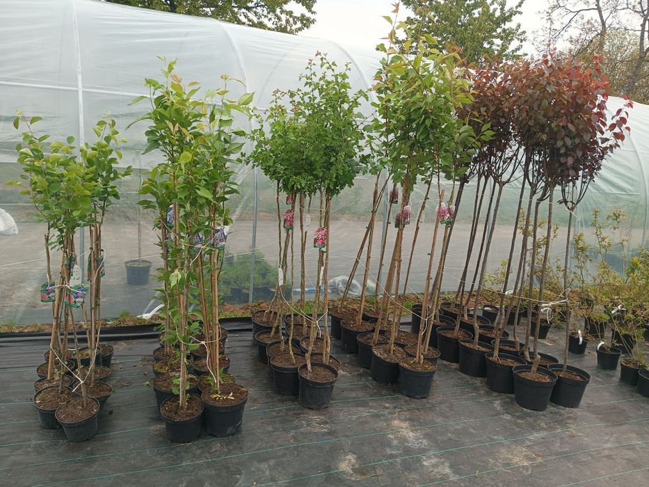 Catalpy klony wierzby, wiśnie japońskie