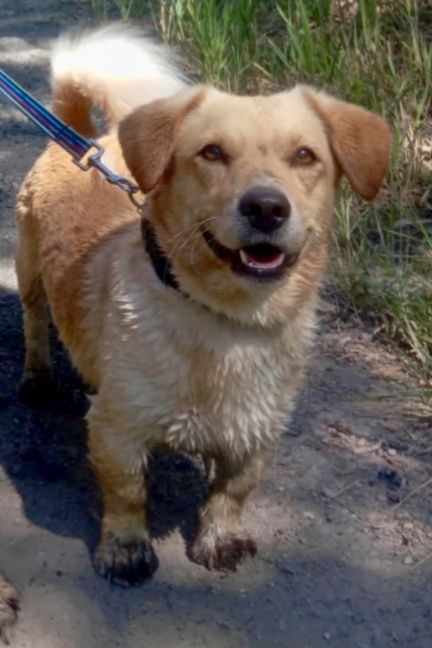 Alwin gorąco poleca się do adopcji:)