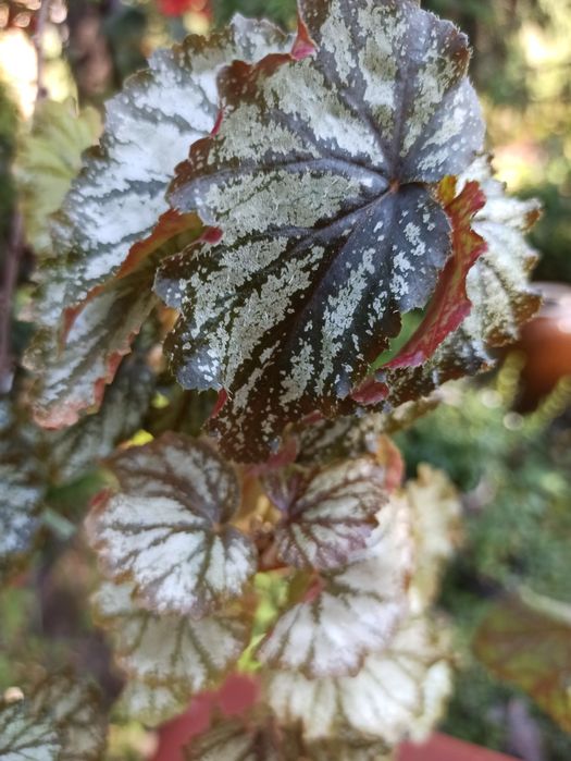 Бегонії декоративнолистяні/ Бегонии декоративнолиственные