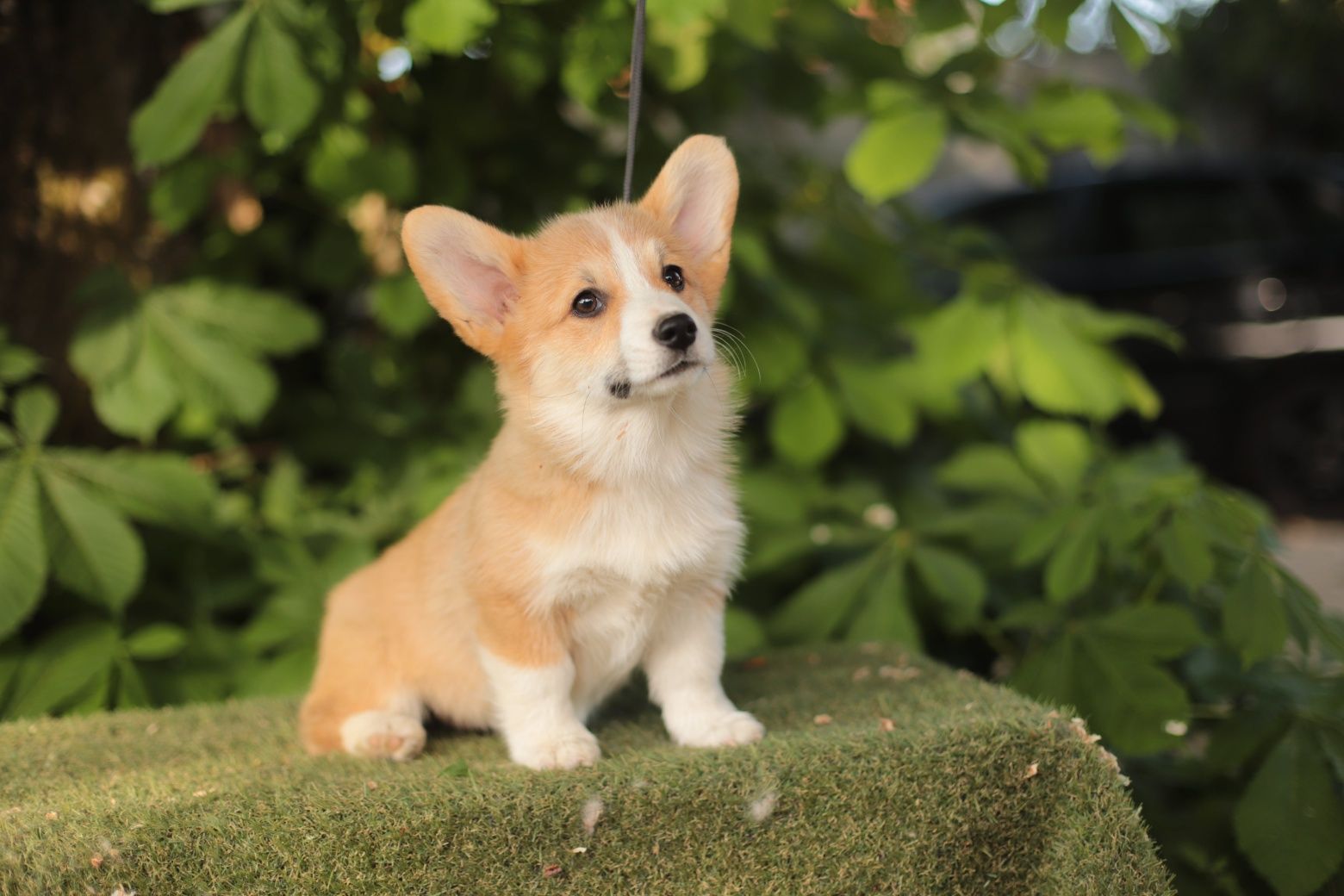 Szczeniak Welsh Corgi Pembroke