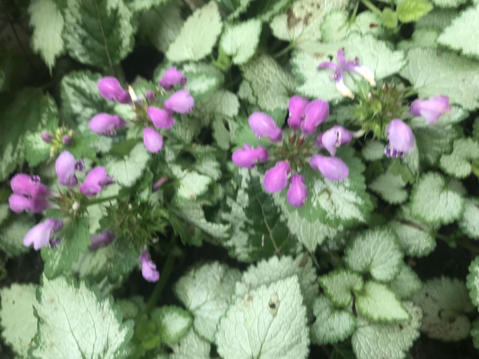 Цветы садовые