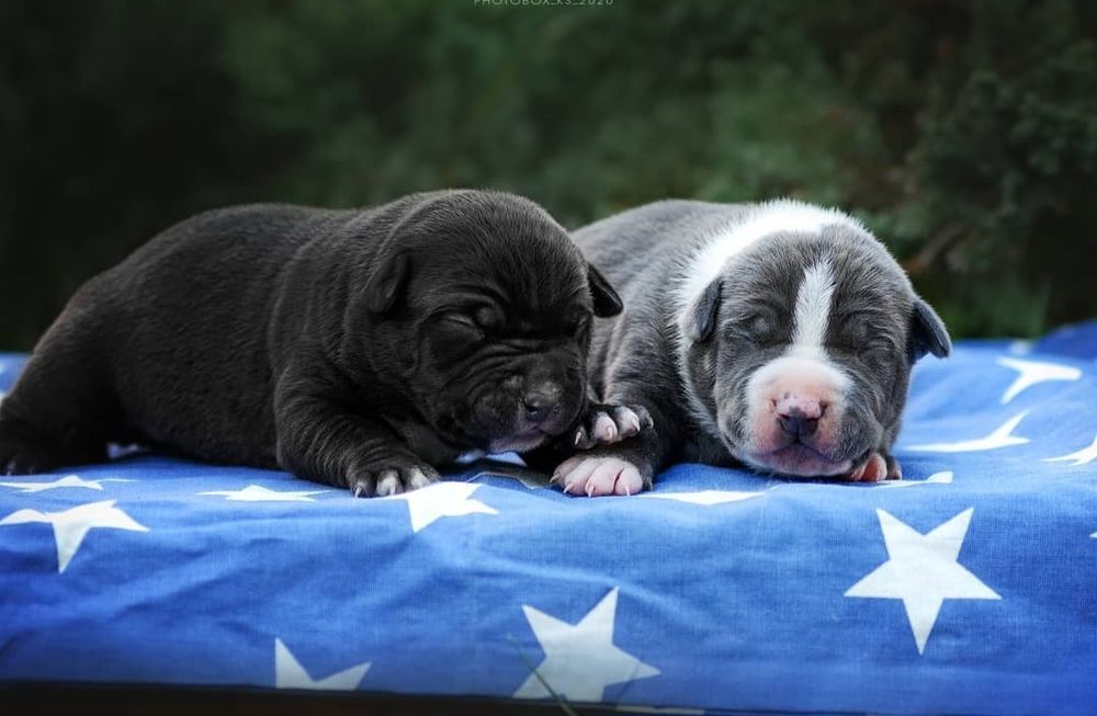 Голубые с белым и бело голубые малыши с родословной ..