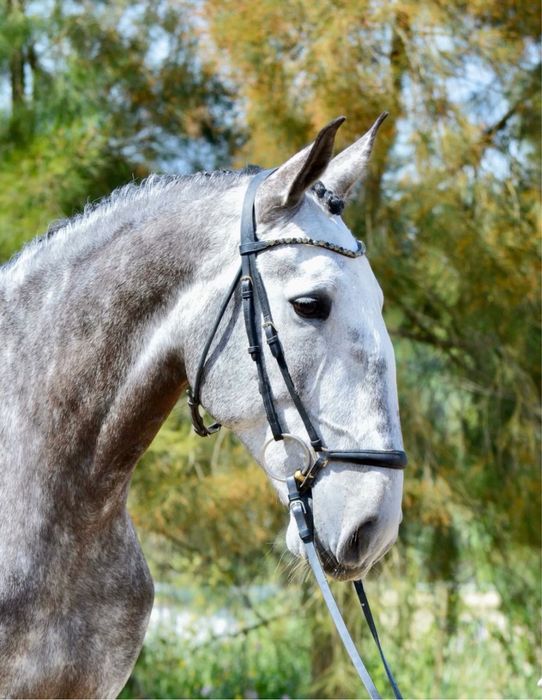 Vendo Cavalo PSL