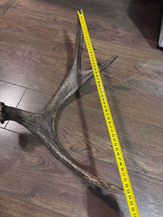 Продам роги оленя