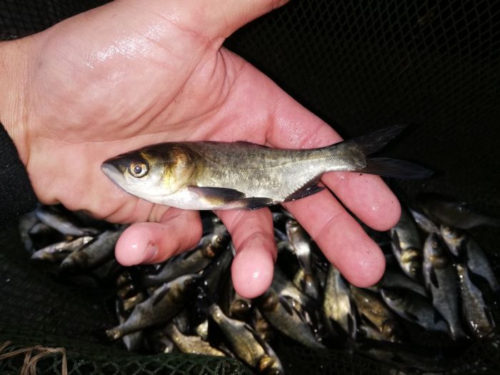 Narybek Tolpygi Tołpyga Pstra 12-14 cm.